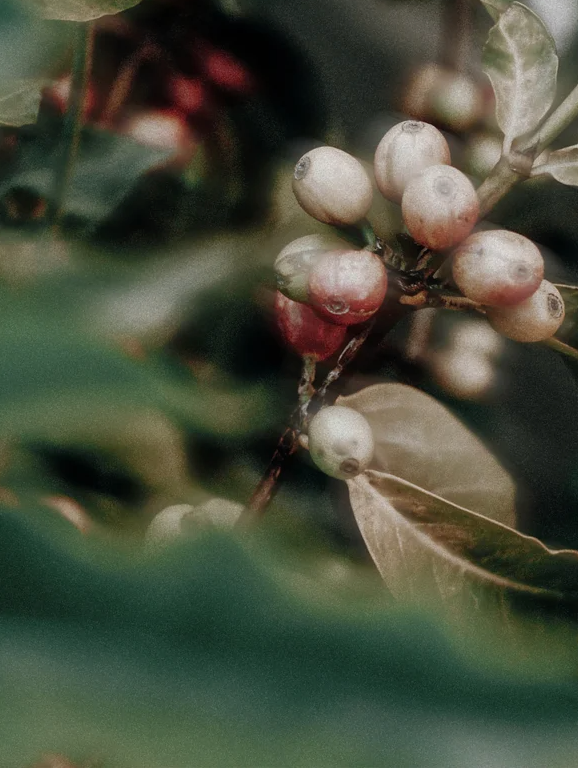 Caffeine Gel Booster for All Skin featuring natural coffee berries for enhancing skincare.