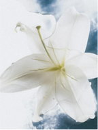 Close-up of a delicate white lily flower against a soft blue sky background.