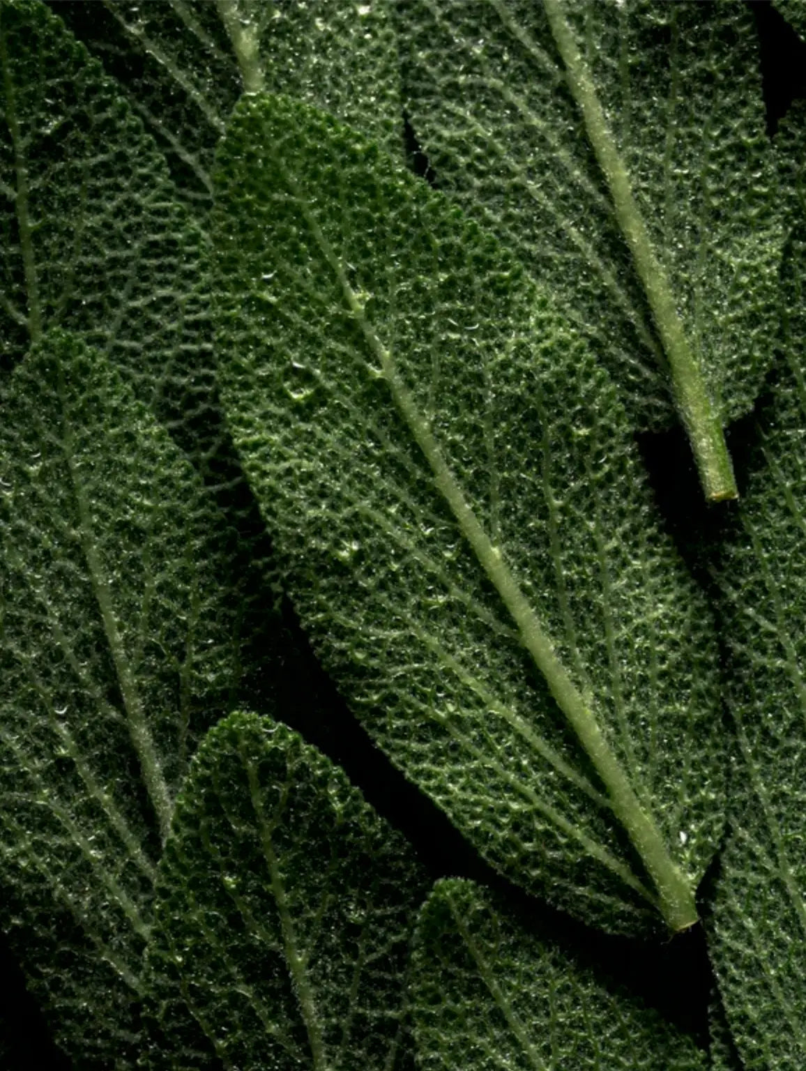 Close-up of fresh green leaves with visible texture and water droplets, filling the frame against a dark background.