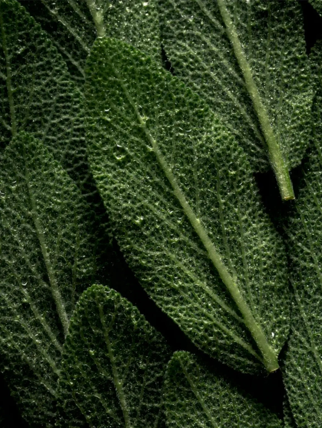Close-up of fresh green leaves with visible texture and water droplets, filling the frame against a dark background.