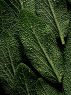 Close-up of fresh green leaves with visible texture and water droplets, filling the frame against a dark background.