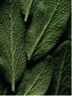 Close-up of fresh green sage leaves with droplets of water, highlighting their texture and vibrant color.