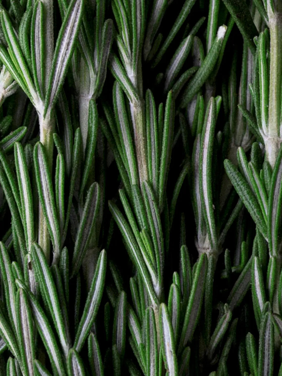 Close-up of fresh rosemary leaves