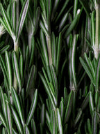 Close-up of fresh rosemary leaves