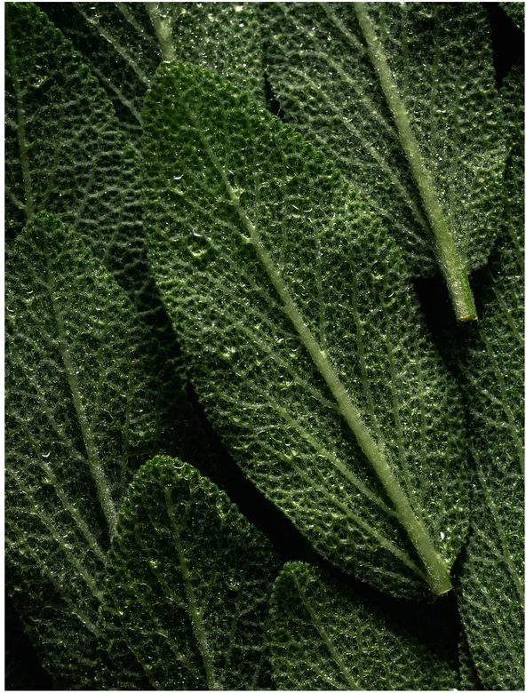 Close-up of fresh green sage leaves with droplets of water, highlighting their texture and color.