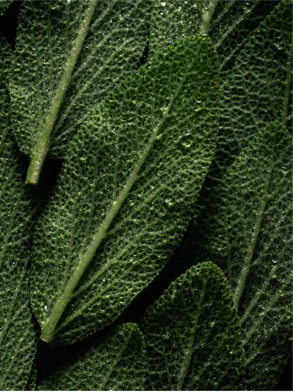 Close-up of fresh green sage leaves with water droplets, showcasing their textured surface and vibrant color.