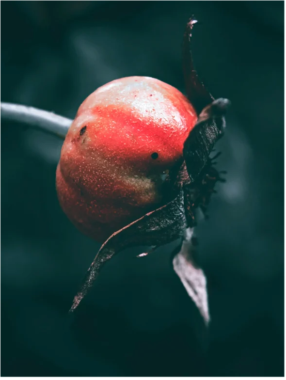 Close-up of a red fruit with greenish hue and dried leaves, representing natural ingredients for skincare.