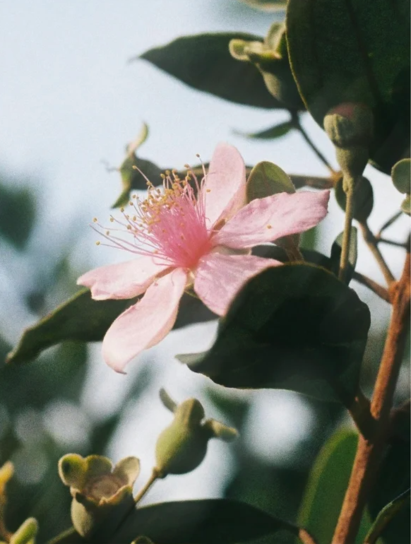 Close-up of a delicate pink flower with green leaves in the background.