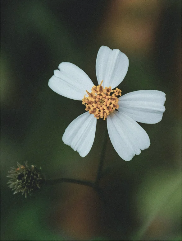 Close-up of a white flower with delicate petals and golden center against a dark green background.