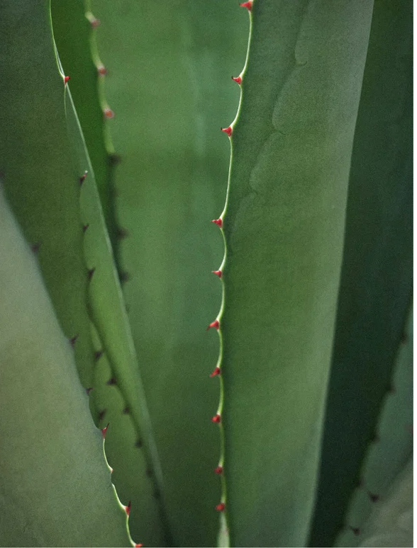 Close-up of green aloe vera plant leaves with red spines, showcasing its natural texture and beauty.