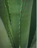 Close-up of green aloe vera plant leaves with red spines, showcasing its natural texture and beauty.