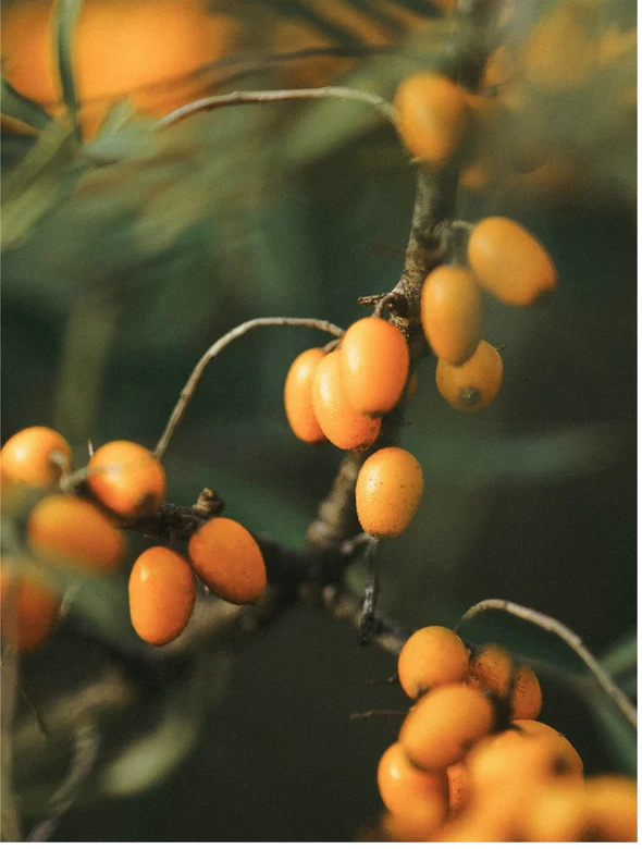 Close-up of vibrant orange sea buckthorn berries on a branch amidst green leaves.