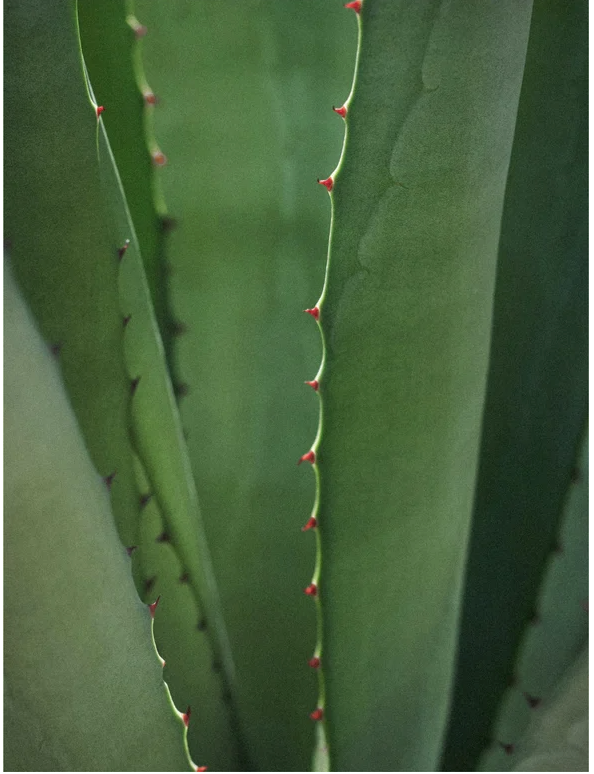 Close-up of green aloe vera leaves with red spines, highlighting natural texture and details.