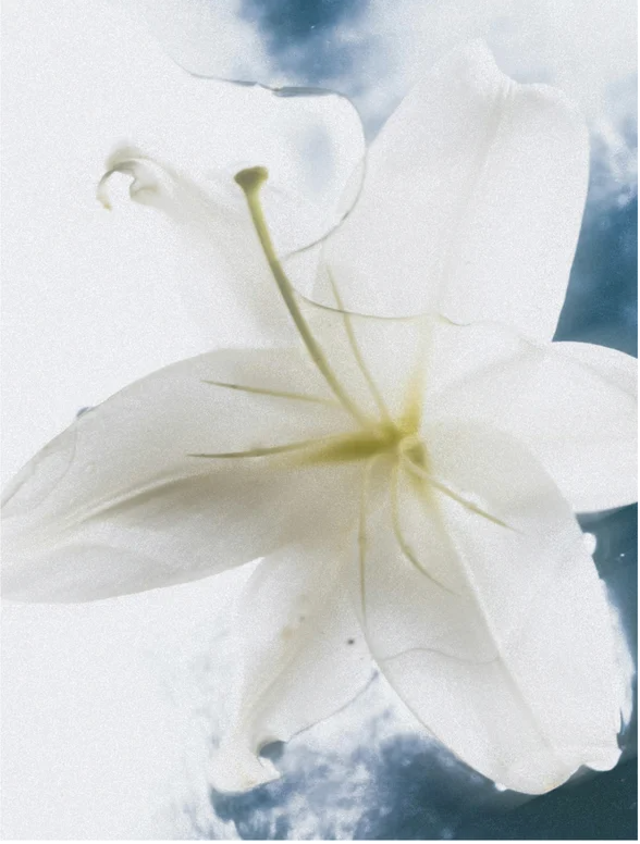 Close-up of a delicate white lily flower against a soft blue sky background.