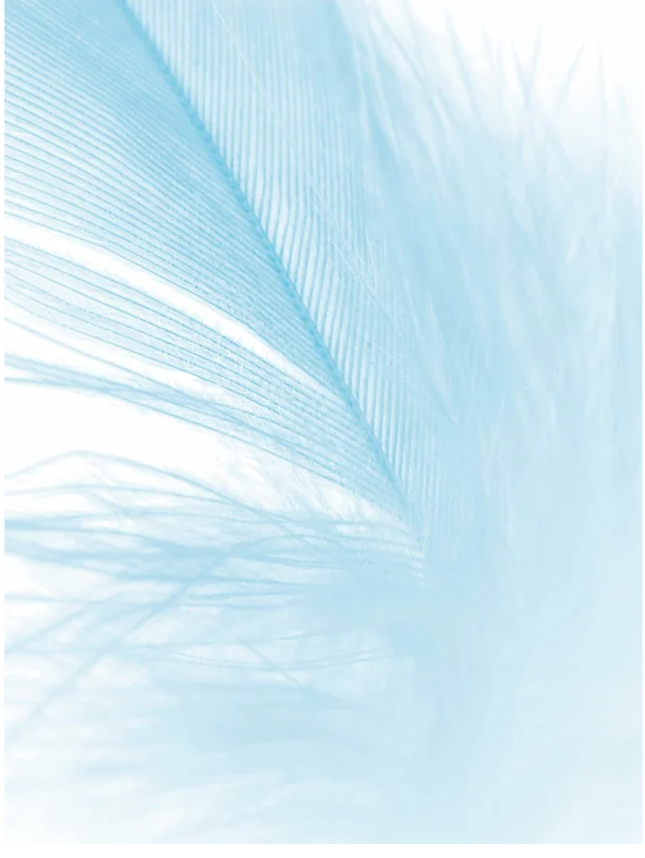 delicate blue feather close-up with soft texture and lightness on a white background
