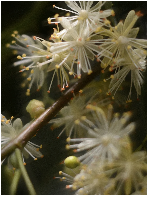 Close-up of delicate white flowers with fine petals and yellow stamens on a branch.