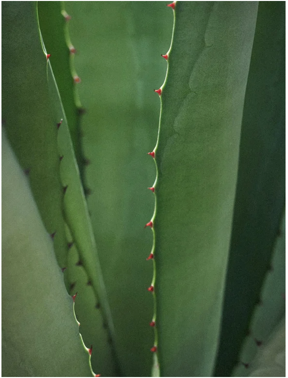 Close-up of Aloe Vera plant leaves with serrated edges and red tips, showcasing vibrant green foliage.
