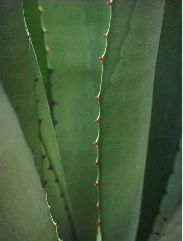 Close-up of green aloe vera plant leaves with red spines, showcasing natural texture and details.