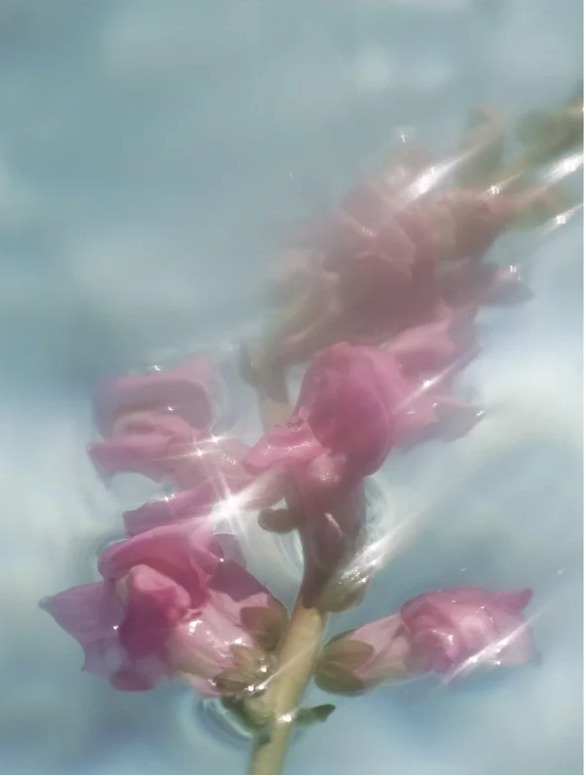 Close-up of pink flowers submerged in water, creating a serene and dreamy aesthetic.