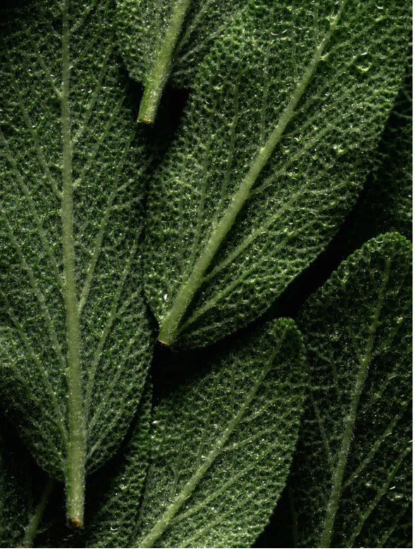 Close-up of fresh green sage leaves with droplets of water, highlighting their texture and vibrant color.