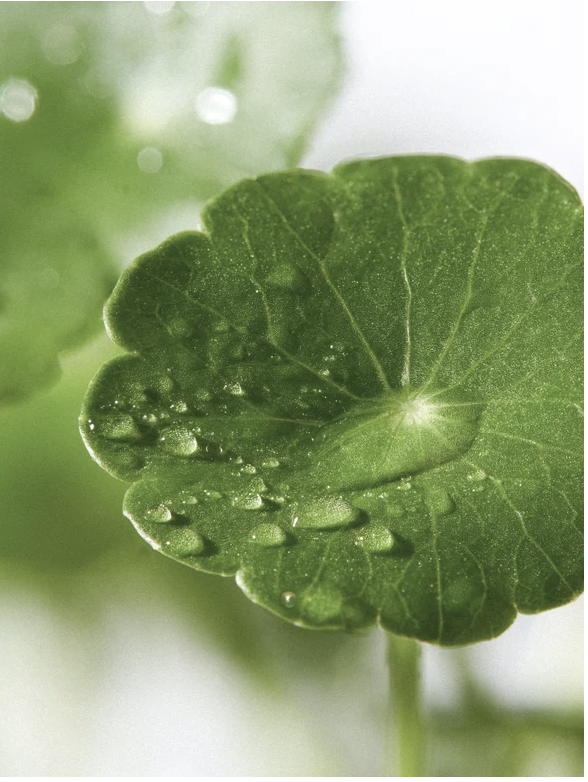 Skinity Exosome and Niacinamide Serum for Glowing Skin and Barrier Repair centella asiatica ingredient focus