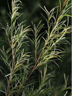 Close-up of natural juniper and botanical extracts used in Skinity Blemish Care Moisturiser.