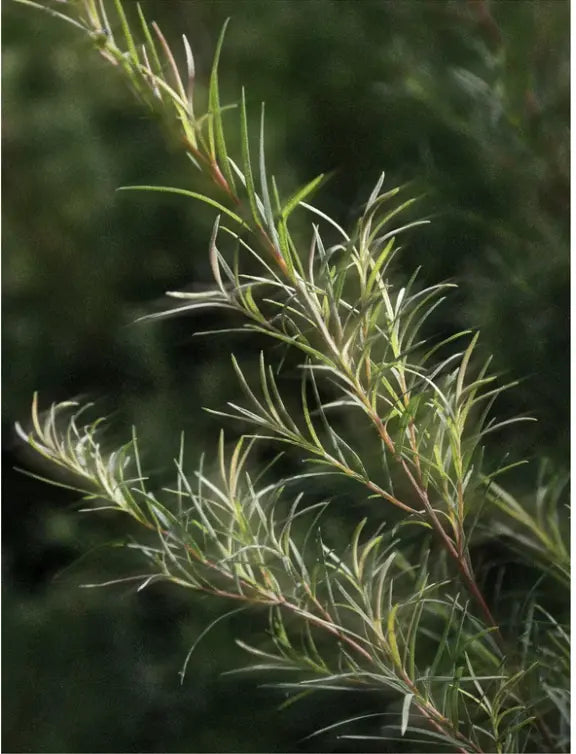 Close-up of slender green leaves on a branching plant with reddish-brown stems against a dark blurred natural background.
